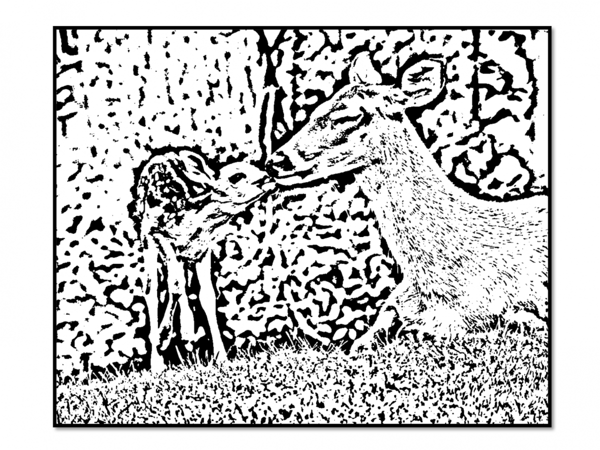 White-Tailed Deer coloring page