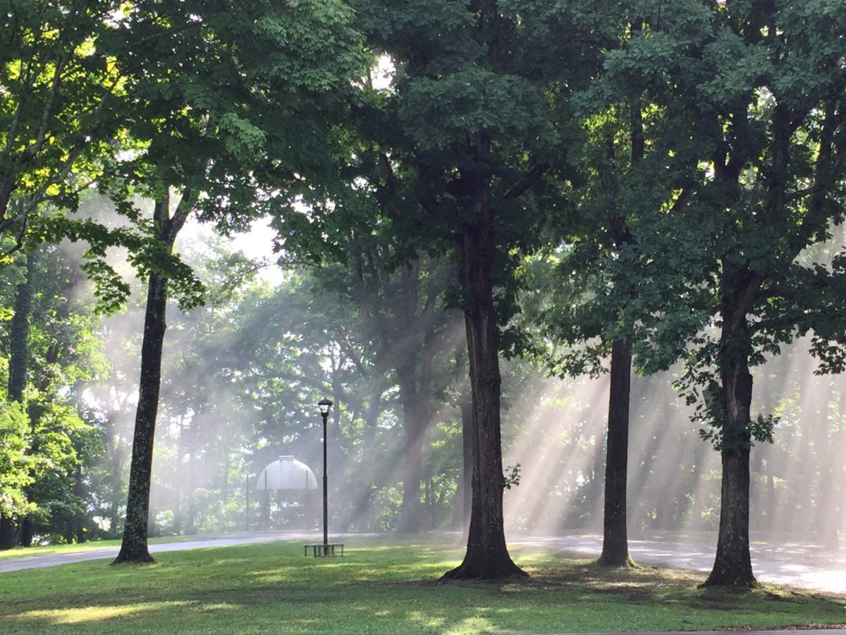 Morning Sunbeams